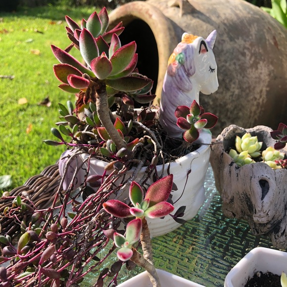 Meet your Posher, Shan - Picture 1 of 1